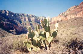 Kaktus im Grand Canyon